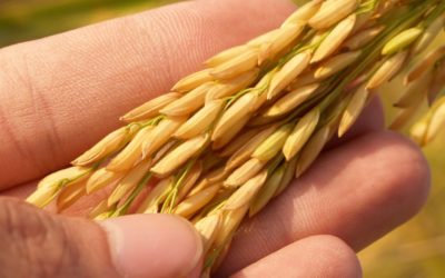 Enseignement agricole – Déclaration liminaire du Snec-CFTC au CCM – 3 JUIN 2026